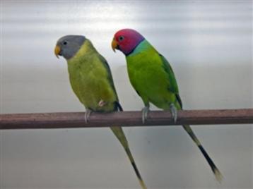 pruimkopparkiet jongen beschikbaar voor biedingen