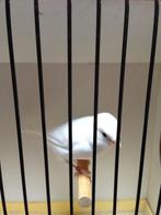 Kanaries wit, Dieren en Toebehoren, Vogels | Kanaries, Vrouwelijk, Kleurkanarie