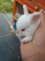 Baby dwergkonijn te koop, Dieren en Toebehoren, Konijnen, Meerdere dieren, Dwerg, 0 tot 2 jaar