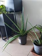 Aloë vera planten +-20cm, Huis en Inrichting, Kamerplanten, Ophalen