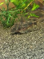 4 Corydorassen paleatus, Animaux & Accessoires, Poissons | Poissons d'aquarium, Poisson, Poisson d'eau douce