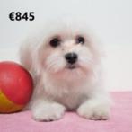 Maltezer - teefjes - Belgische pups te koop, Dieren en Toebehoren, CDV (hondenziekte), Meerdere, Maltezer, Teef