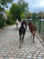Arabische veulens, Meerdere dieren, Niet van toepassing, D pony (1.37m tot 1.48m), 0 tot 2 jaar