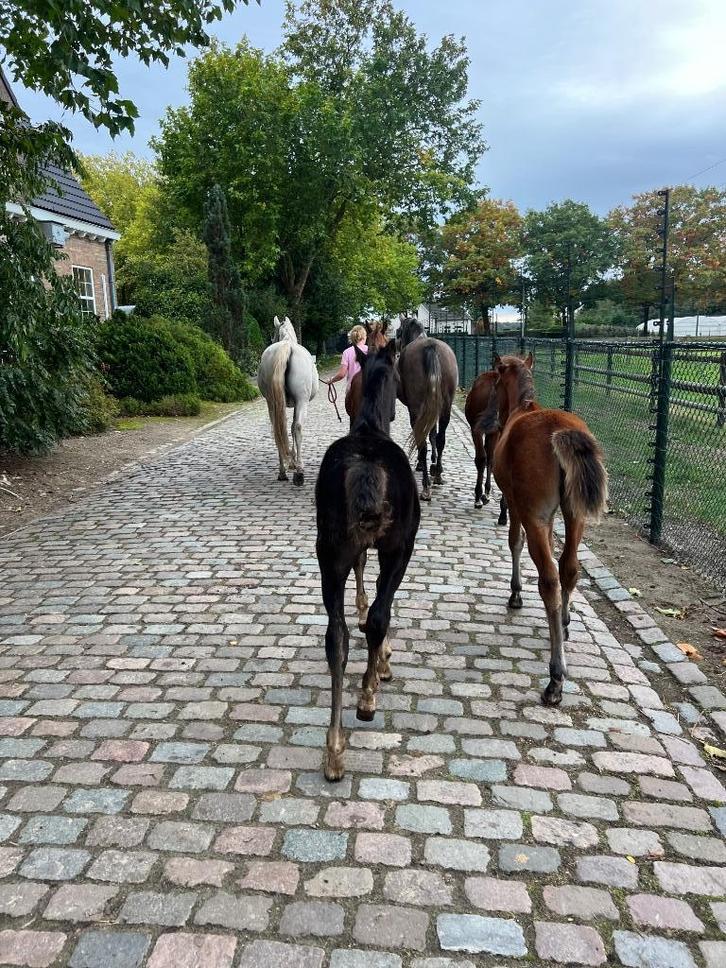 Arabische veulens, Dieren en Toebehoren, Pony's, Meerdere dieren, Niet van toepassing, D pony (1.37m tot 1.48m), 0 tot 2 jaar