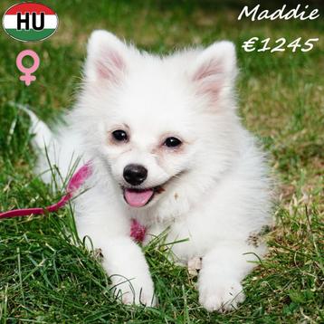 Lieve witte Keesjes - pups te koop beschikbaar voor biedingen