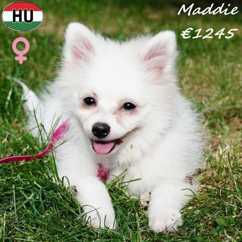 Lieve witte Keesjes - pups te koop, Dieren en Toebehoren, Honden | Poolhonden, Keeshonden en Oertypen, Meerdere dieren, Overige rassen