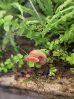Roze posthoornslakken, Slak of Weekdier, Zoetwatervis