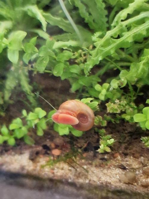 Roze posthoornslakken, Dieren en Toebehoren, Vissen | Aquariumvissen, Zoetwatervis, Slak of Weekdier