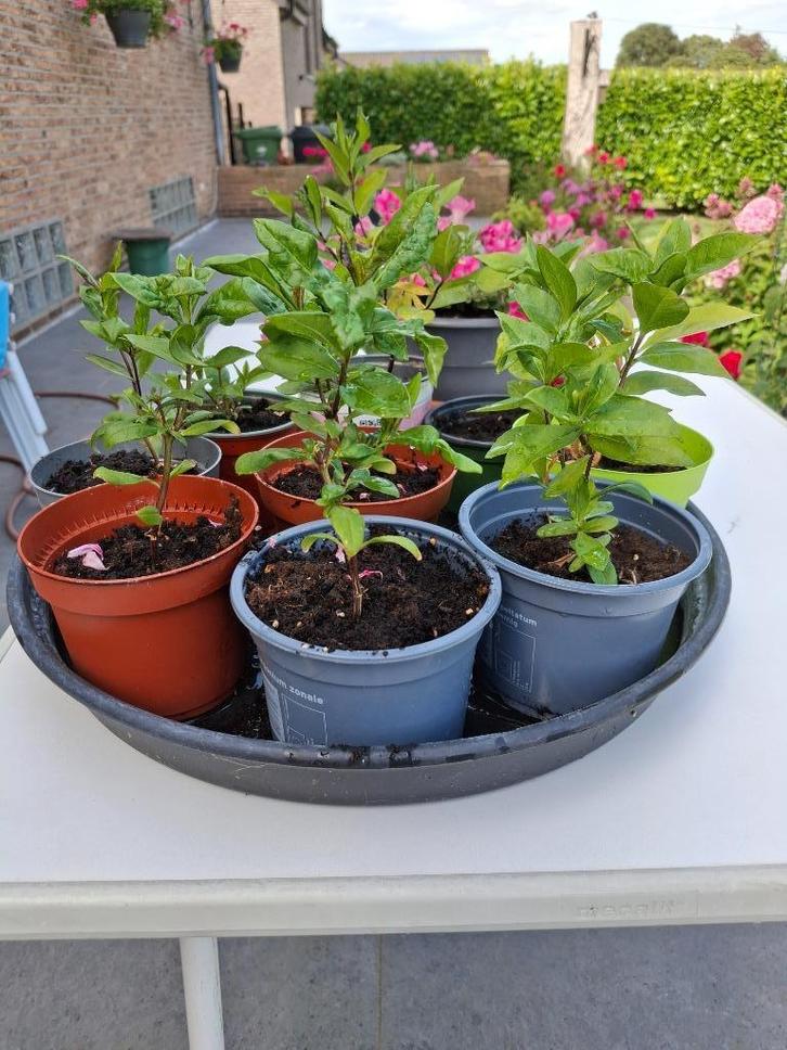 Jonge phloxplanten (vaste planten). Meerdere kleuren, Tuin en Terras, Planten | Tuinplanten, Vaste plant, Overige soorten, Volle zon