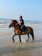 Allrounder C-pony - merrie - 12 jaar, Dieren en Toebehoren, Merrie, 11 jaar of ouder, Recreatiepony, L