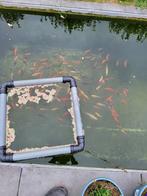 Koi, steurs, goudvissen ook sluier, Karper of Koi