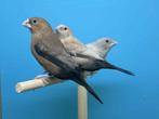 zilverbekjes mutaties, Dieren en Toebehoren, Meerdere dieren, Tropenvogel, Geringd