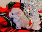 2 chinchilla bokjes, Dieren en Toebehoren, Chinchilla, Mannelijk, November, Tam