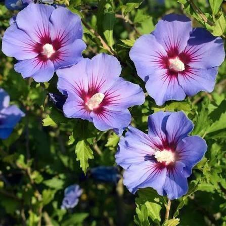 Hibiscus syriacus op stam, Tuin en Terras, Planten | Struiken en Hagen, Struik, Overige soorten, 100 tot 250 cm, Ophalen