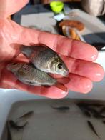 Paar pareltjes van broed 2025 Valkenswaard Hongaarse, Dieren en Toebehoren, Vissen | Vijvervissen