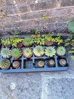 Verschillende planten, Ophalen
