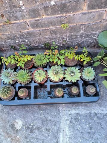 Verschillende planten beschikbaar voor biedingen