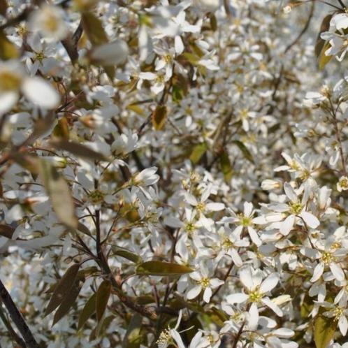 Krentenboompje, Tuin en Terras, Planten | Struiken en Hagen, Haag, Ophalen