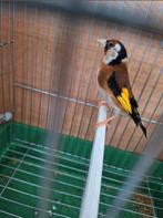 Chardonneret Mâle pure pava maroc 2023, Dieren en Toebehoren, Vogels | Overige Vogels