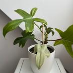 Philodendron florida ghost, Maison & Meubles, Plantes d'intérieur, Enlèvement