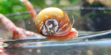 Posthoornslak aquariumslak beschikbaar voor biedingen