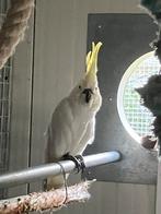 Middel geelkuif kaketoe, Dieren en Toebehoren