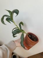 Kamerplant - callisia, Huis en Inrichting, Kamerplanten, Ophalen