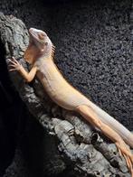 Albinoleguaan 'Crimson', Dieren en Toebehoren