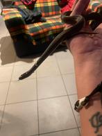 Reptielen en amfibieen opvang, Dieren en Toebehoren, Reptielen en Amfibieën