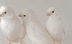 Op zoek naar witte kanarie poppen, Animaux & Accessoires, Oiseaux | Canaris, Femelle, Canari de couleur
