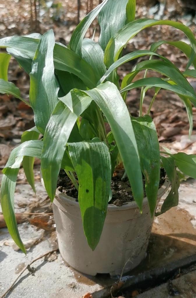 Ail sauvage - allium ursinum, Jardin & Terrasse, Plantes | Jardin, Plante fixe, Mi-ombre, Printemps, Enlèvement