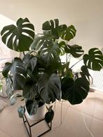 Grote monstera Deliciosa plant te koop, Huis en Inrichting, Kamerplanten, Ophalen, 100 tot 150 cm, Overige soorten, Halfschaduw