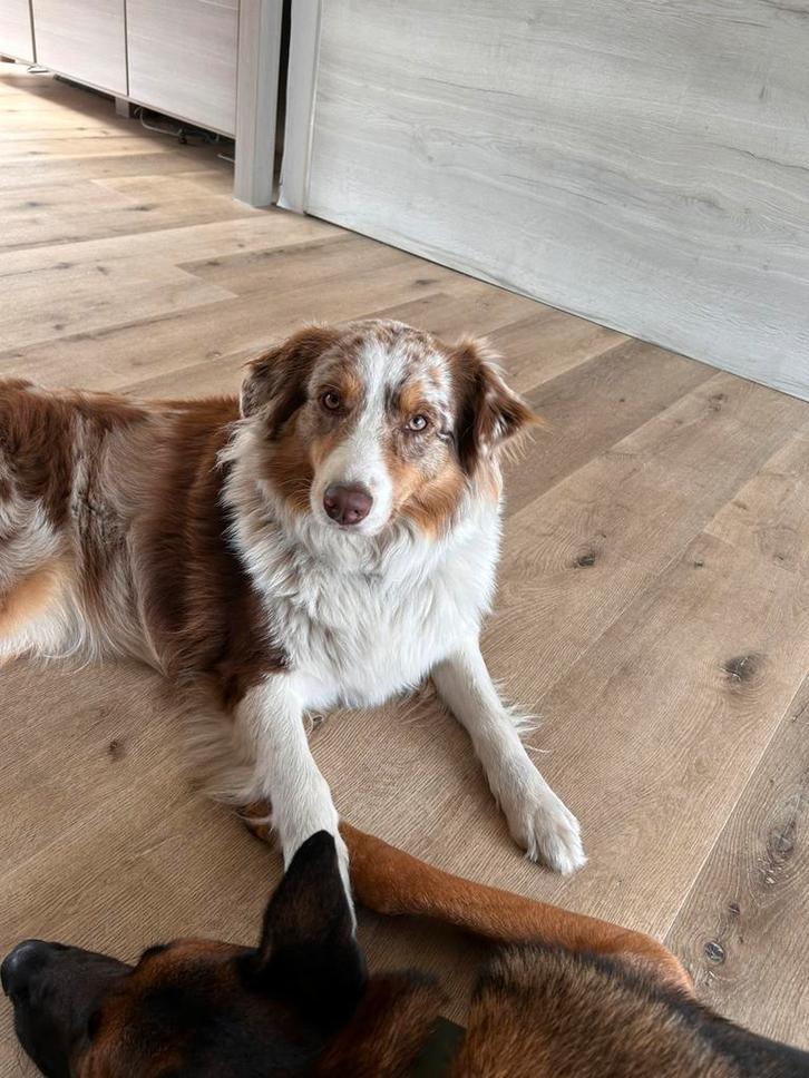 Hondenoppas, Dieren en Toebehoren, Overige Dieren, Meerdere dieren, Januari