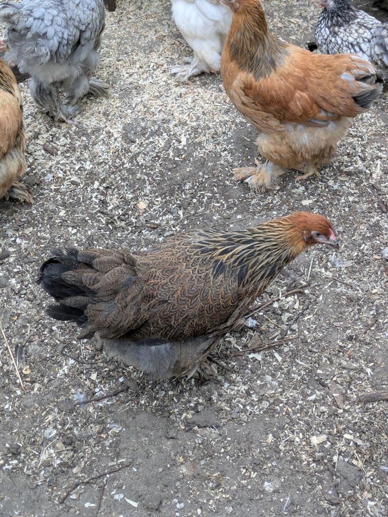 Brahma hennen, Dieren en Toebehoren, Pluimvee