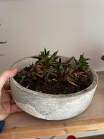 Willy guhl bloempot - bloembak, Overige materialen, Gebruikt, Minder dan 30 cm, Minder dan 60 cm