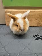 Minilop voedstertje, Dieren en Toebehoren, Vrouwelijk, Middelgroot, Hangoor, 0 tot 2 jaar