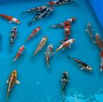 Japanse koi 15-20cm, Dieren en Toebehoren, Karper of Koi