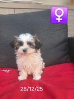 beaux chiots havanais, Animaux & Accessoires, Bichon maltais, Plusieurs, Hépatite contagieuse (maladie de Rubarth), Belgique