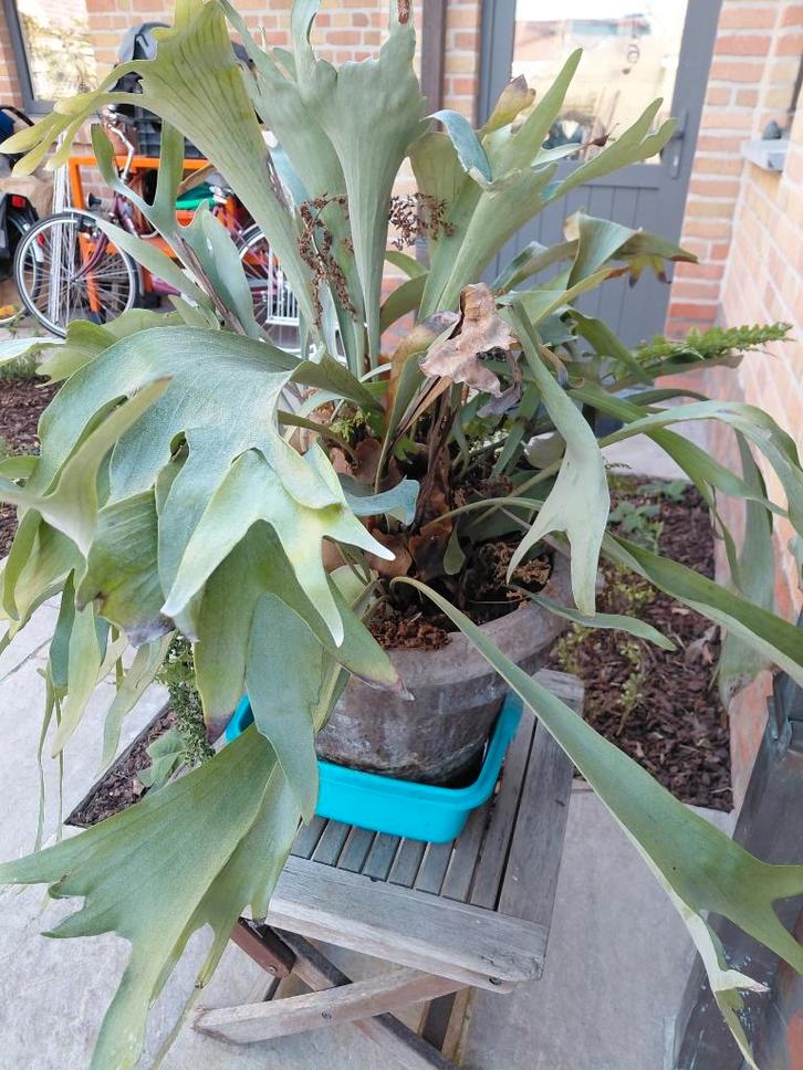 fougère staghorn, Maison & Meubles, Plantes d'intérieur, Autres espèces, Moins de 100 cm, Plante verte, Ombre complète, Enlèvement