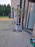 Olijfbomen, Ophalen, Volle zon, Olijfboom, 100 tot 250 cm