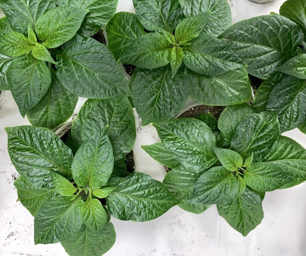 Poivrons fantômes, Jardin & Terrasse, Plantes | Jardin, Bisannuelle, Herbes, Plein soleil, Été, Enlèvement