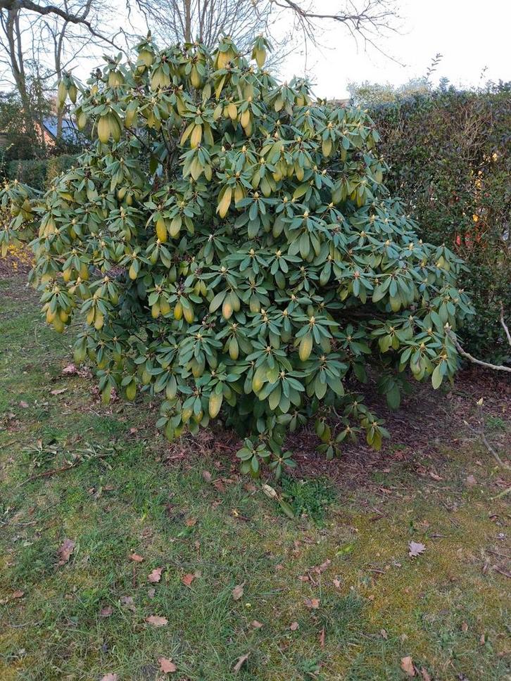 Rhododendron paars, Tuin en Terras, Planten | Struiken en Hagen, Rhododendron, Ophalen