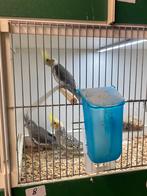 Calopsittes, Animaux & Accessoires