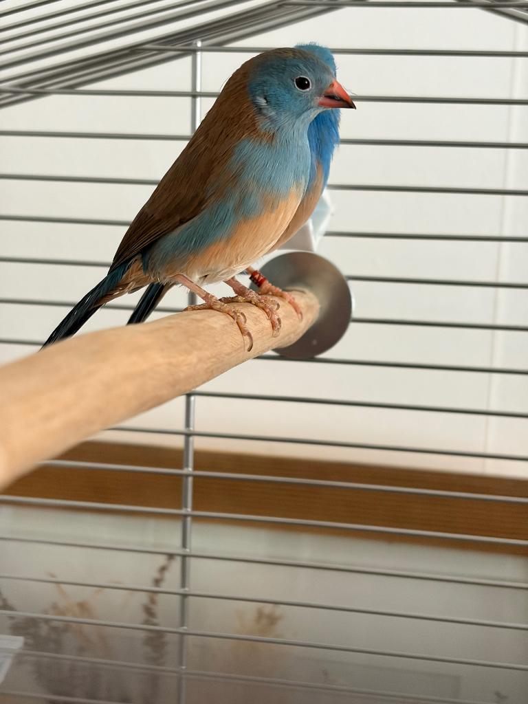 Blauwkop Blauwfazantjes + alle toebehoren, Meerdere dieren, Geringd