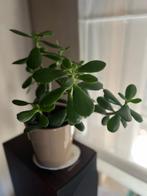 Planten, Ophalen, Zomer, Overige soorten