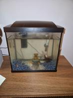 aquarium 7 vissen, Enlèvement