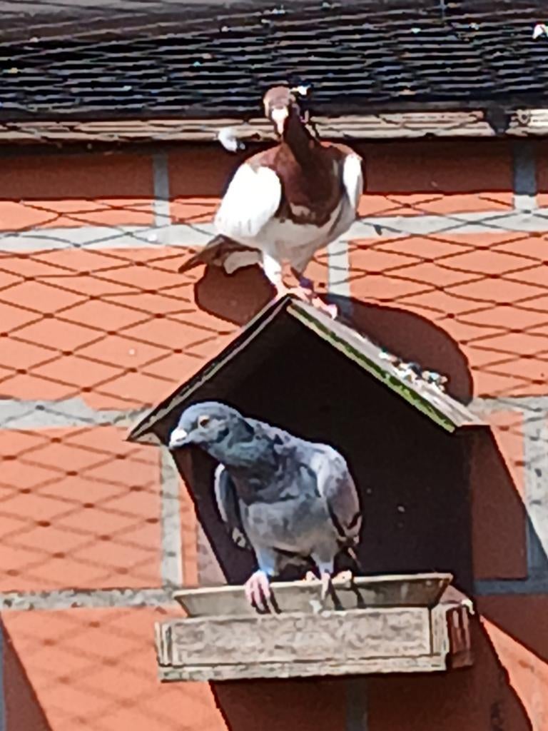 Verschillende duiven: sierduiven, Dieren en Toebehoren