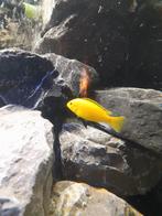 Labidochromis caeruleus 2stuk, Animaux & Accessoires, Oiseaux | Oiseaux Autre