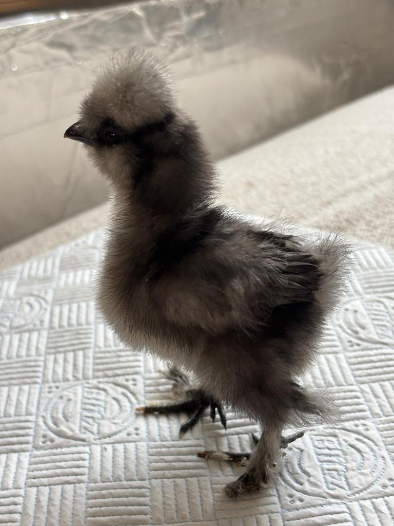 5 Zijdehoen kuikens, Geslacht onbekend, Kip