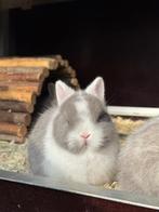 Kleurdwerg rammetje, Mâle, Nain, 0 à 2 ans